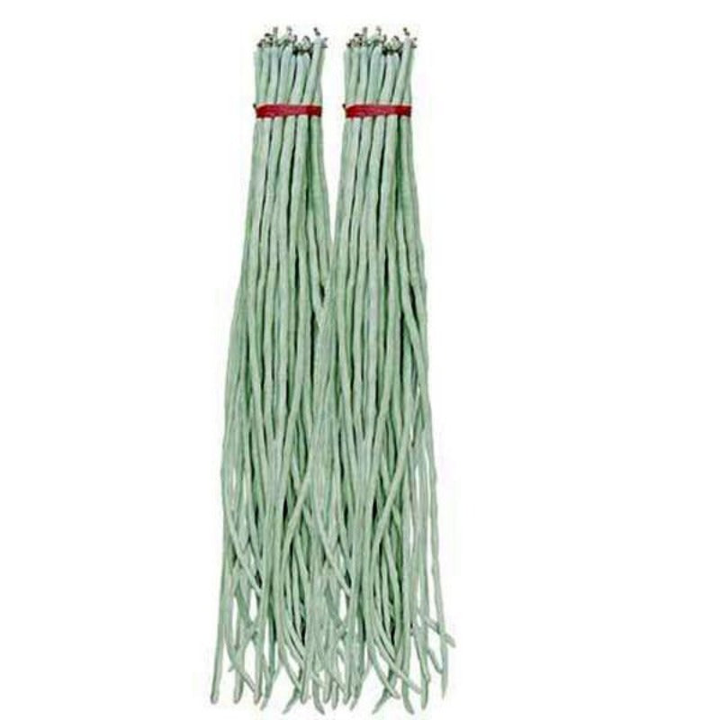 Medusa Bean Seeds