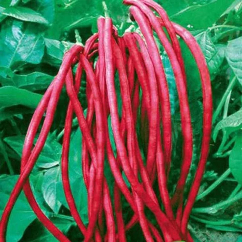 Medusa Bean Seeds