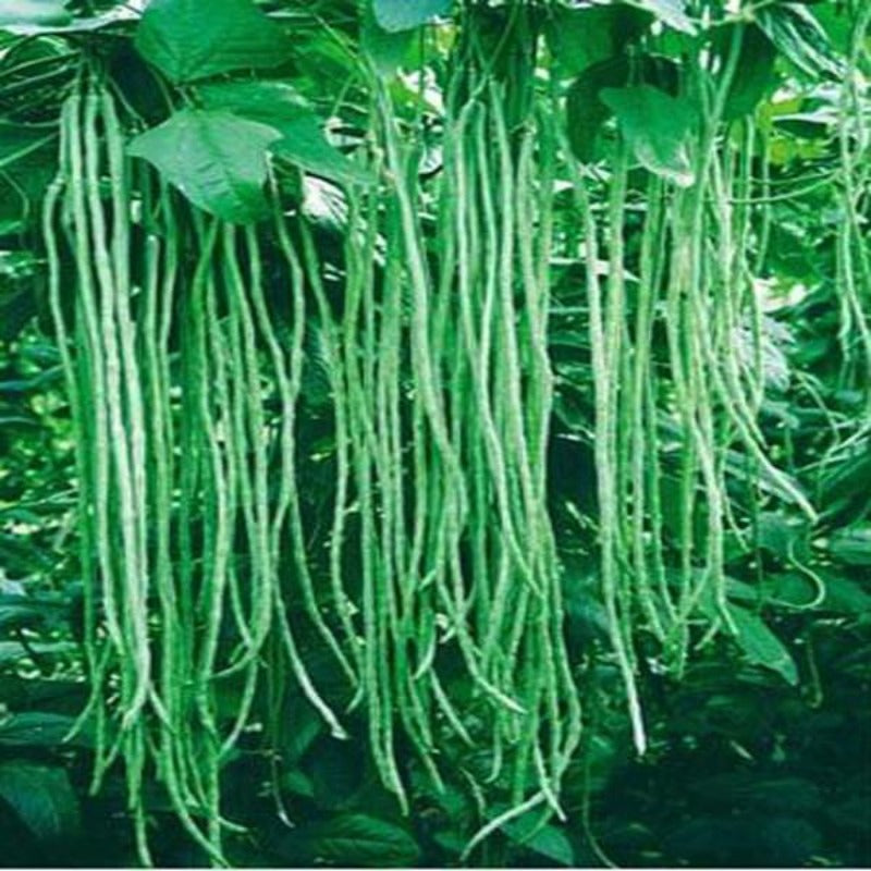 Medusa Bean Seeds