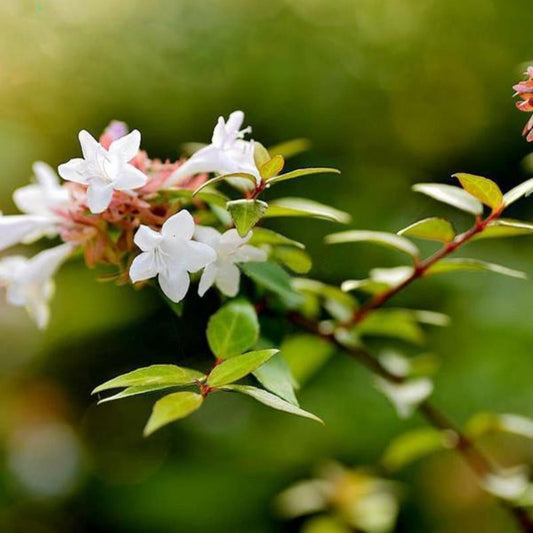 White Petal Bonsai Flower Seeds