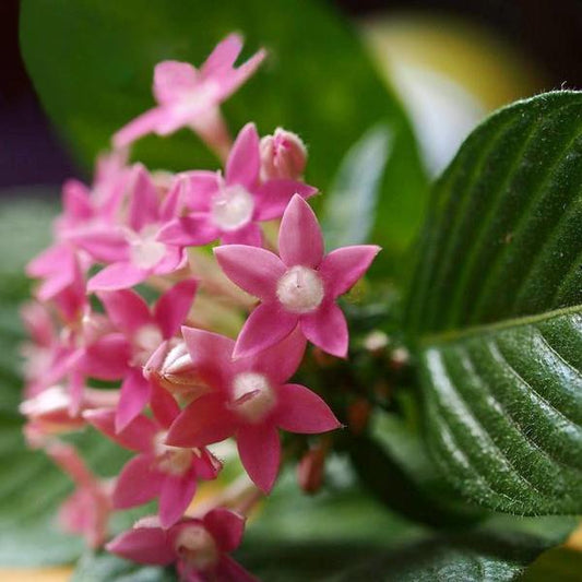 Pink Pentas Flower Seeds