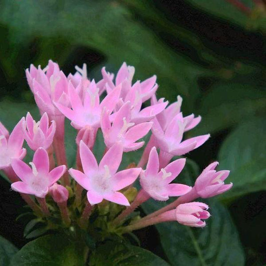 Pentas Seeds