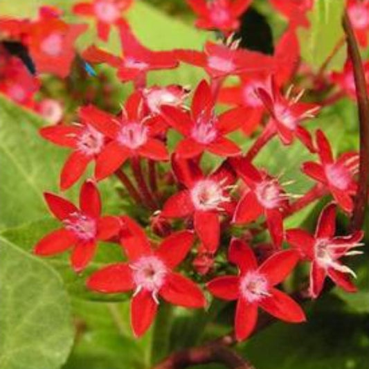 Orange Pentas Bonsai Seeds