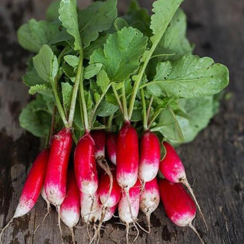 Bounteous French Red Radish Seeds