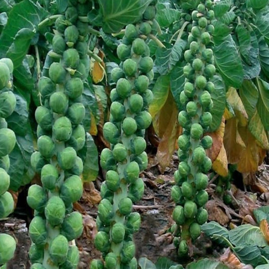 American Brussels Sprout Farm Seeds