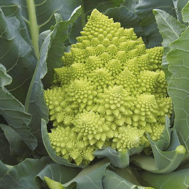 Multi Layered Snowy Cauliflower Seeds