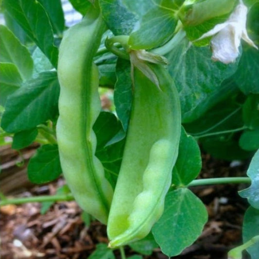 Organic Oregon Sugar Pod Peas Seeds