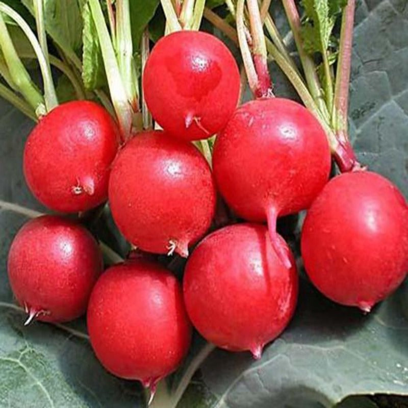 50 Pieces Cherry Belle Radish Seeds