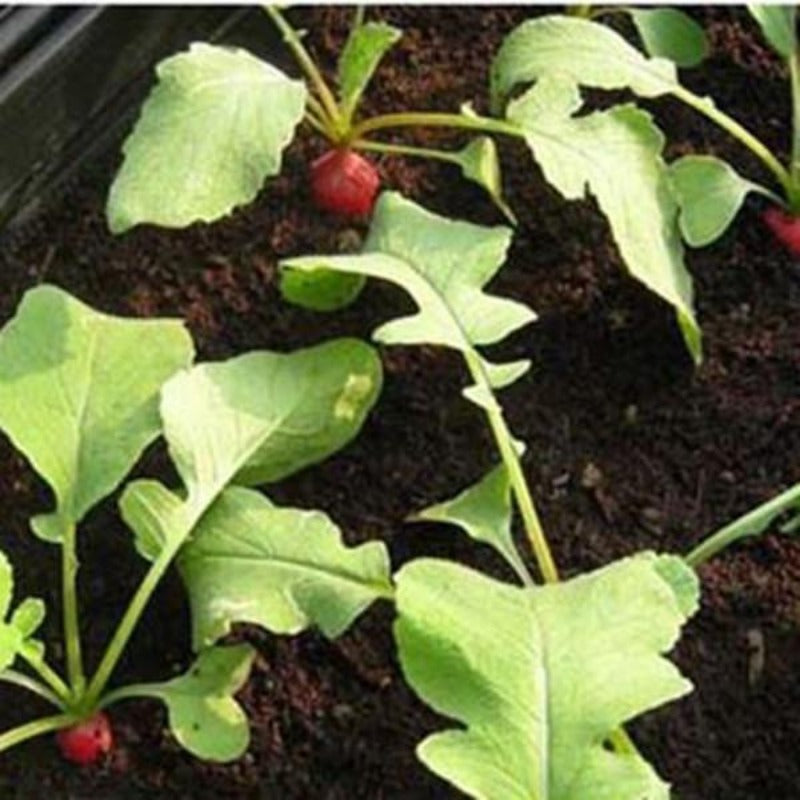 50 Pieces Cherry Belle Radish Seeds