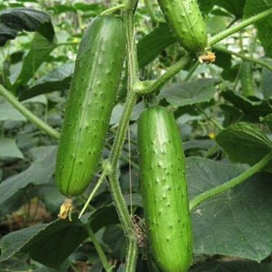 Evergreen Cucumber Seeds