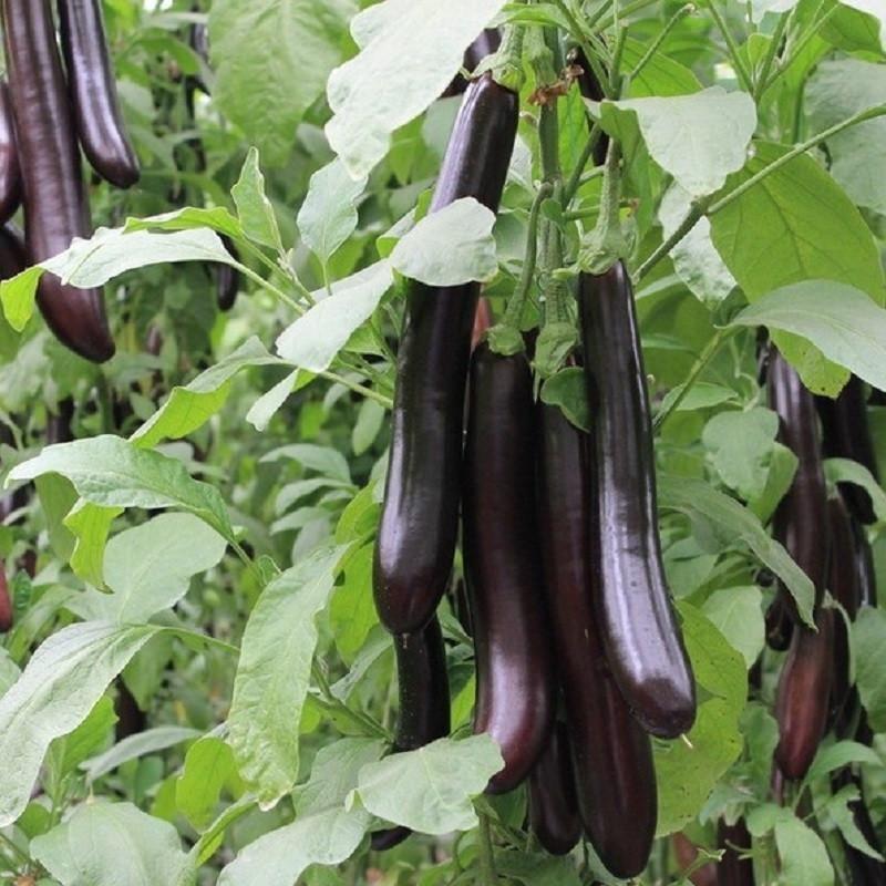 High Yield Long Eggplant Vegetable Seeds