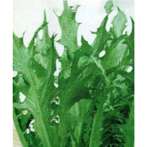 50 Pieces Endive Vegetable Seeds