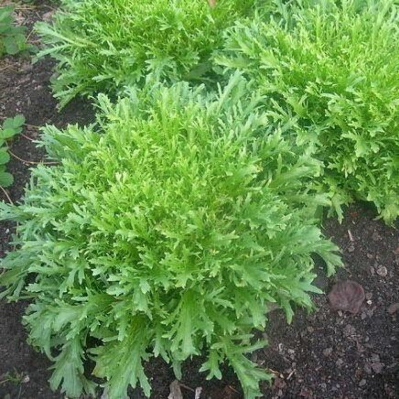 50 Pieces Endive Vegetable Seeds