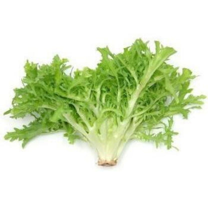 50 Pieces Endive Vegetable Seeds