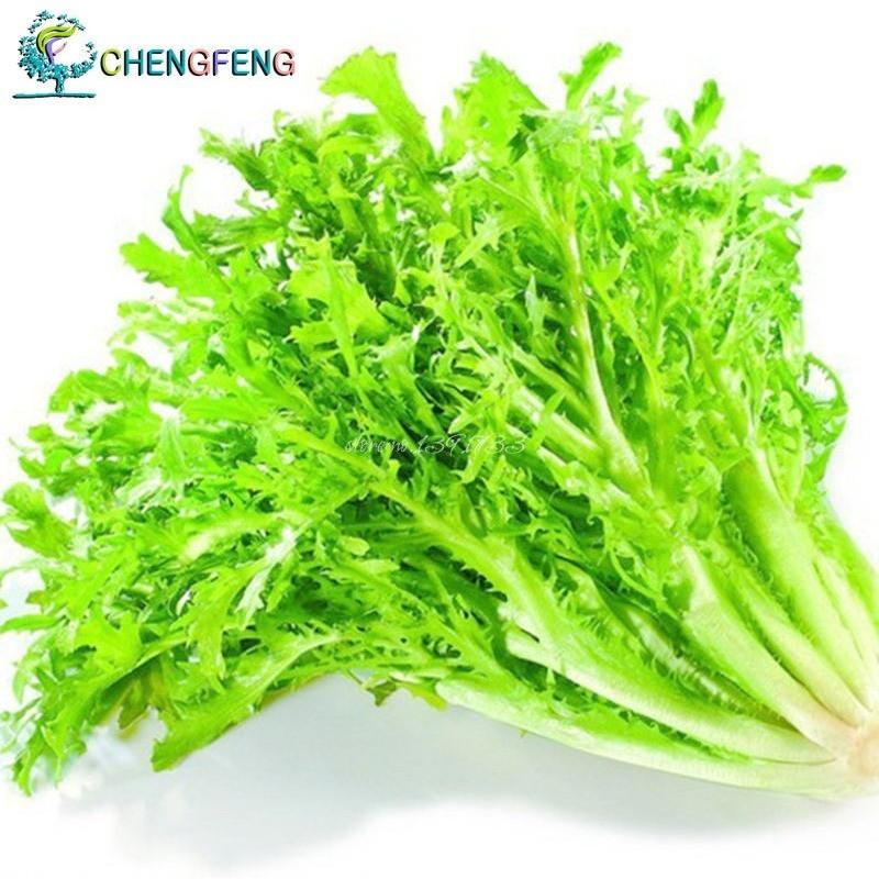 50 Pieces Endive Vegetable Seeds