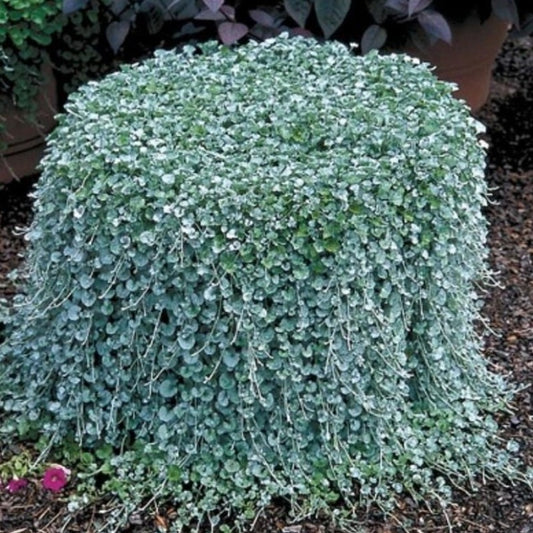 Bushy Dichondra Repens Cluster Lawn Seeds