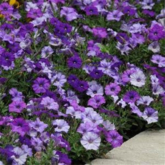 Blue Petunia Outdoor Plant Seeds
