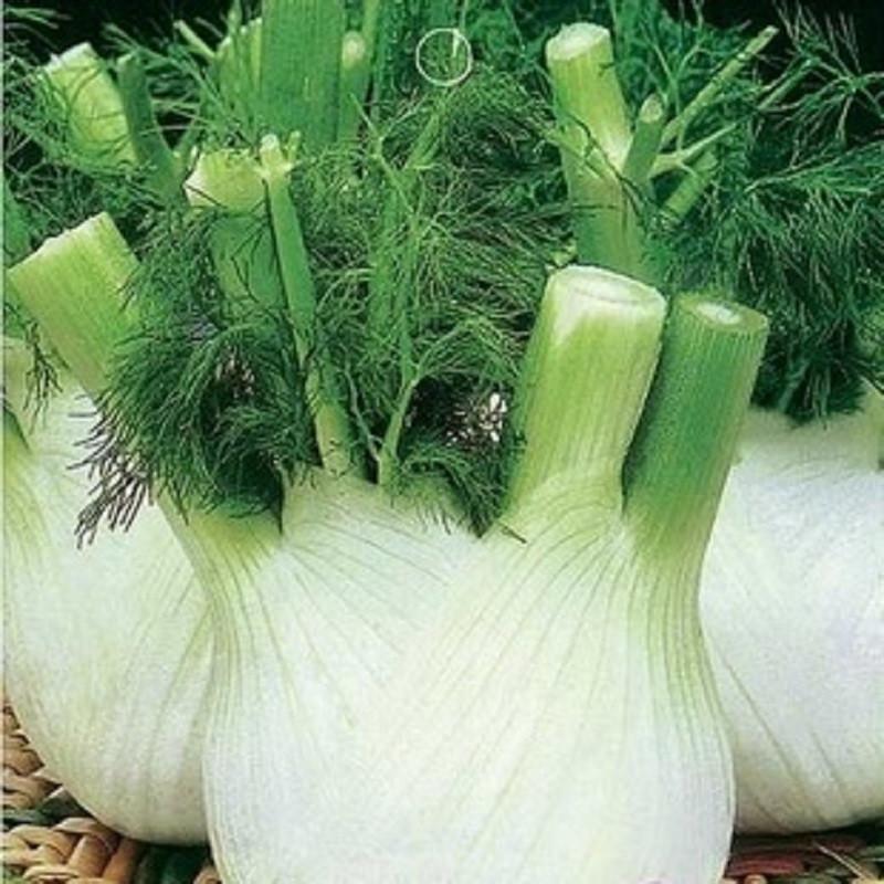 European Fragrant Bulb Fennel Seeds