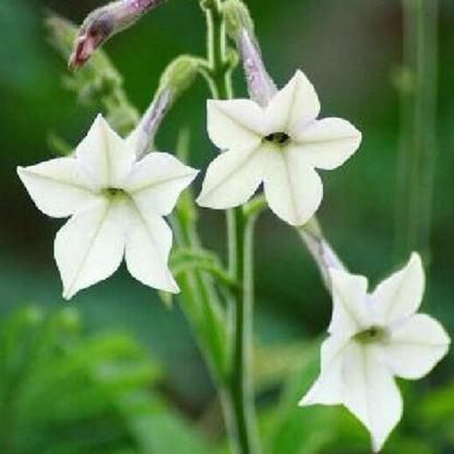 Aztec Nicotiana Jasmine Flower Seeds