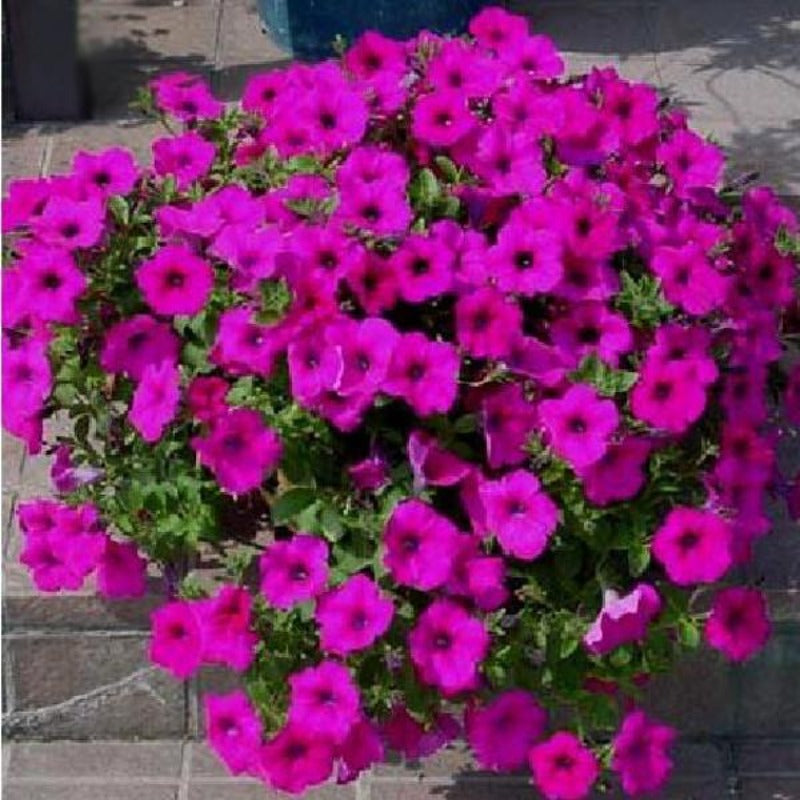 Bonsai Petunia Flower Seeds – McKenna Seeds