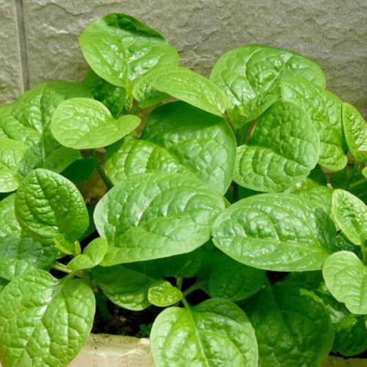 100 Pieces Malabar Spinach Vine Seeds