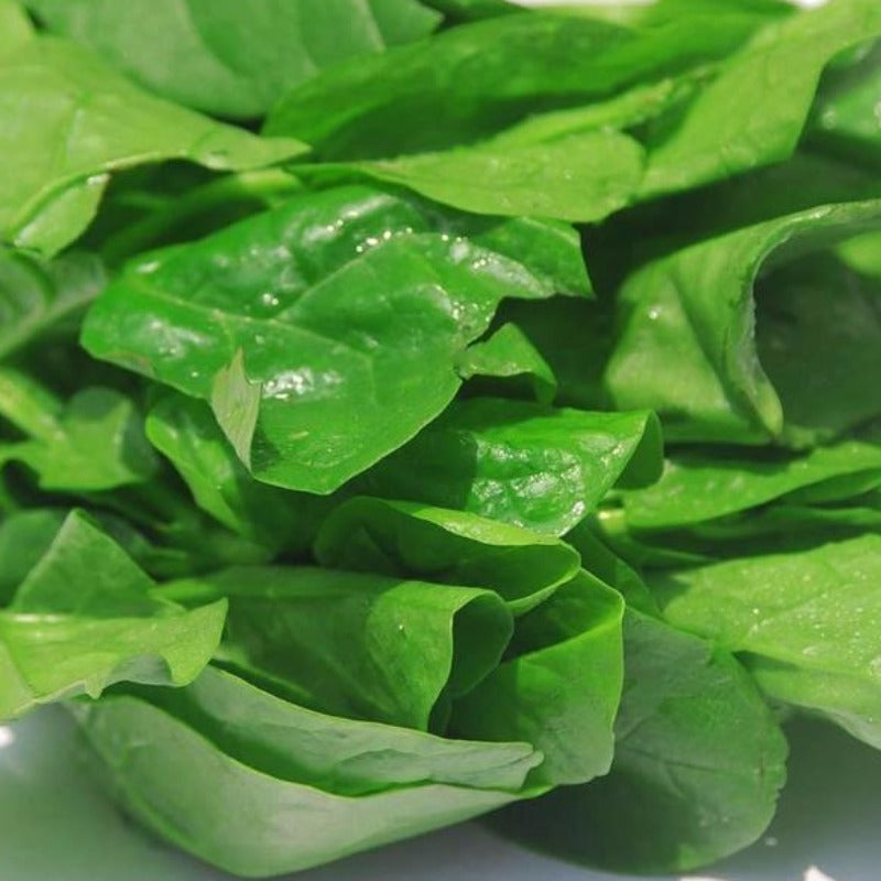 100 Pieces Malabar Spinach Vine Seeds