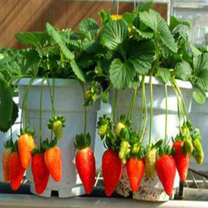 Four Seasons Potted Red Strawberry Seeds