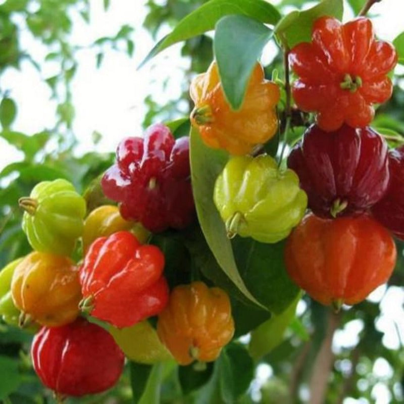 Mixed Color Chinese Ornamental Pepper Seeds