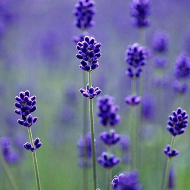 Bonsai French Lavender Potted Plant Seeds