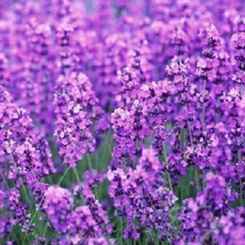 French Provence Lavender Potted Plant Seeds