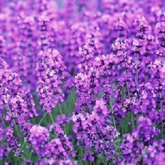 French Provence Lavender Potted Plant Seeds