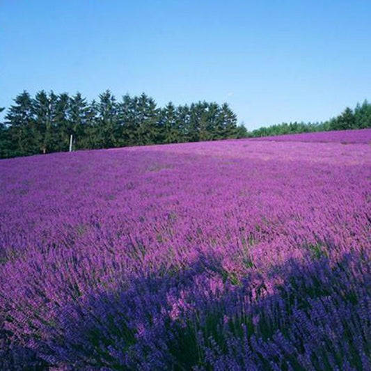 French Lavender Potted Plant Seeds