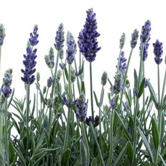 High Fragrant French Lavender Potted Plant Seeds