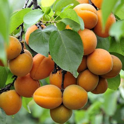 Fleshy Apricot Fruit Tree Seeds