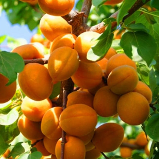 Fleshy Apricot Fruit Tree Seeds