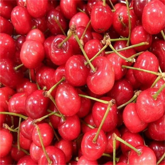 Cherry Tree Seeds