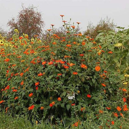 Orange Sunflower Goldfinger Flower Seeds