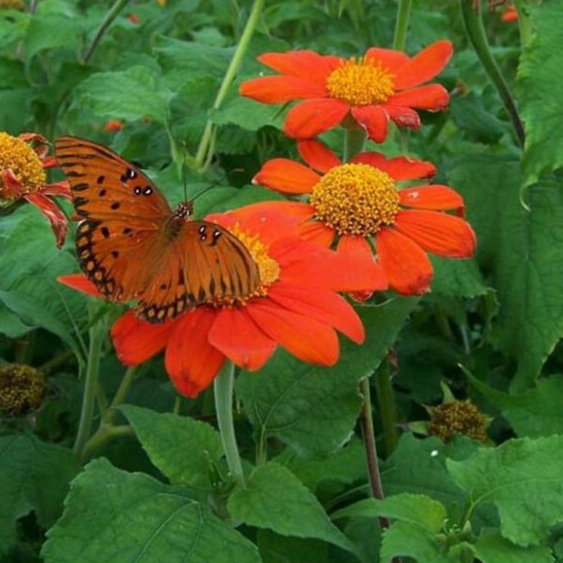 Orange Sunflower Goldfinger Flower Seeds