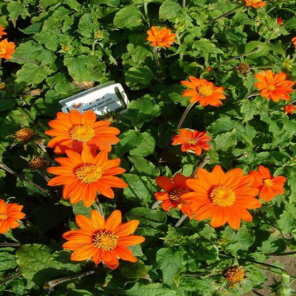 Orange Sunflower Goldfinger Flower Seeds