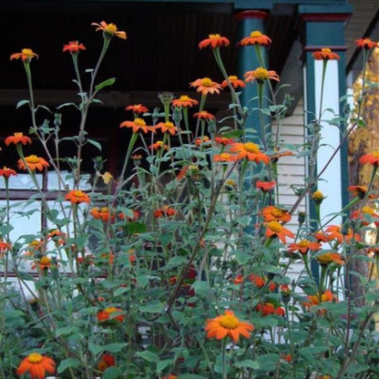 Orange Sunflower Goldfinger Flower Seeds