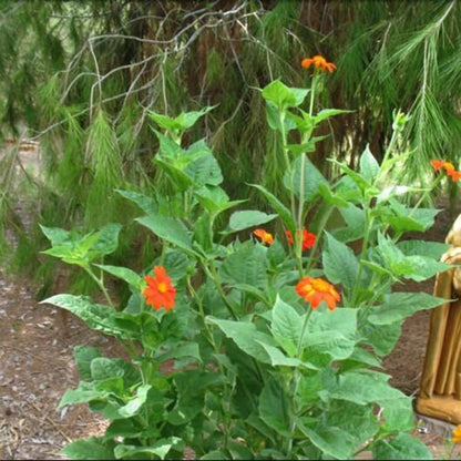 Orange Sunflower Goldfinger Flower Seeds