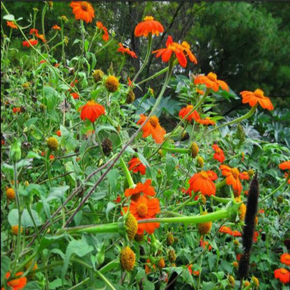 Orange Sunflower Goldfinger Flower Seeds