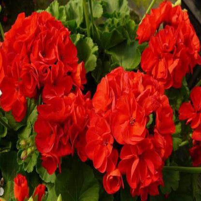 Vibrant Geranium Red Flower Seeds