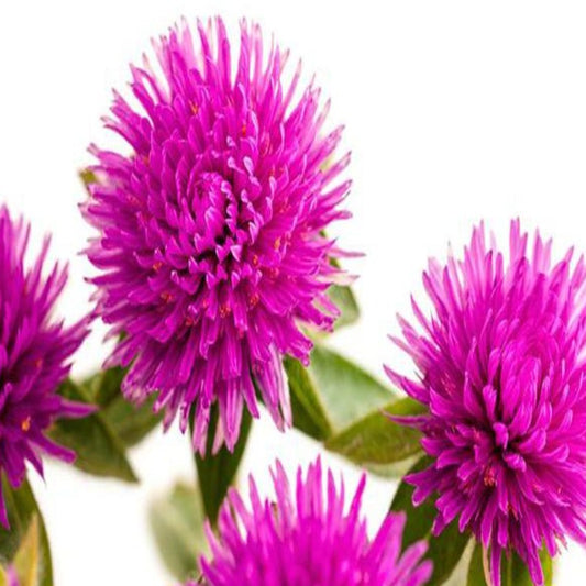 Bounteous Gomphrena Pink Flower Seeds