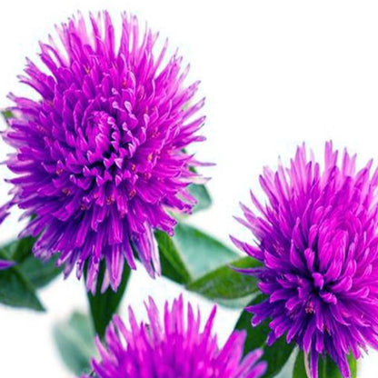 Gomphrena Purple Flower Seeds