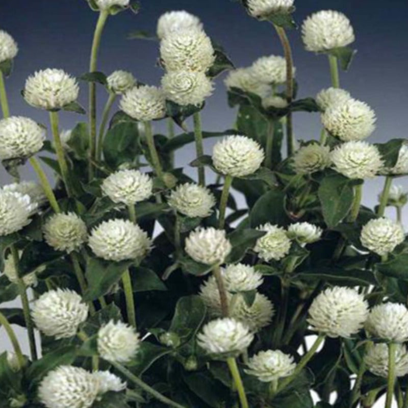 Perennial Gomphrena White Flower Seeds – McKenna Seeds