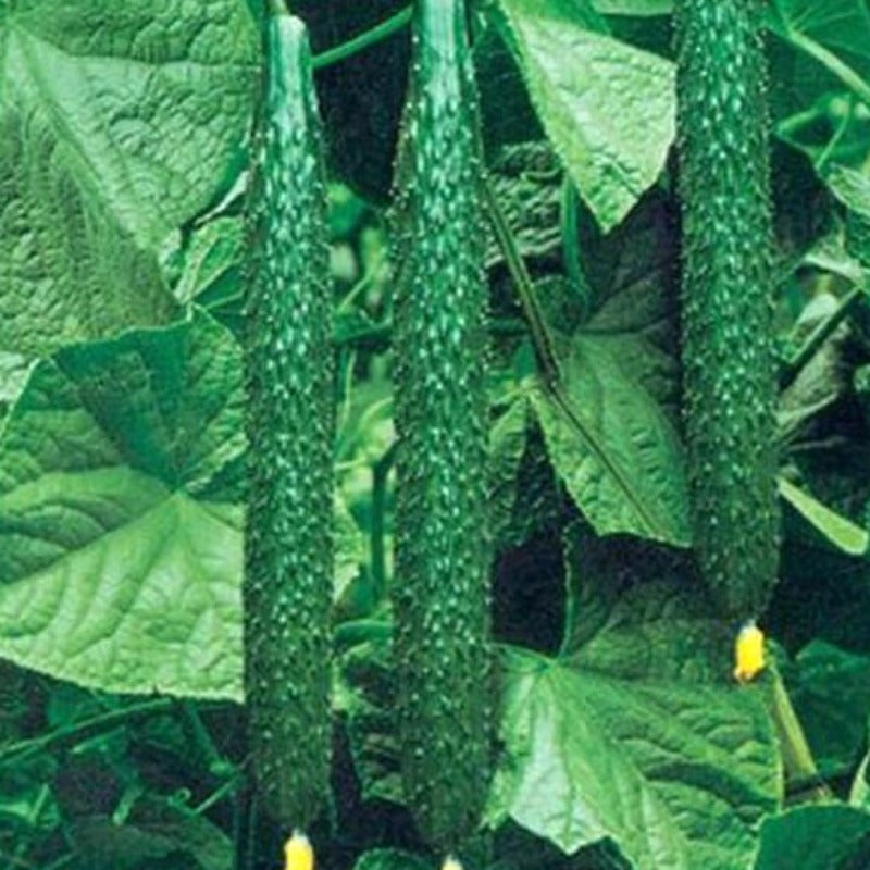 Green Thin Thorny Cucumber Seeds