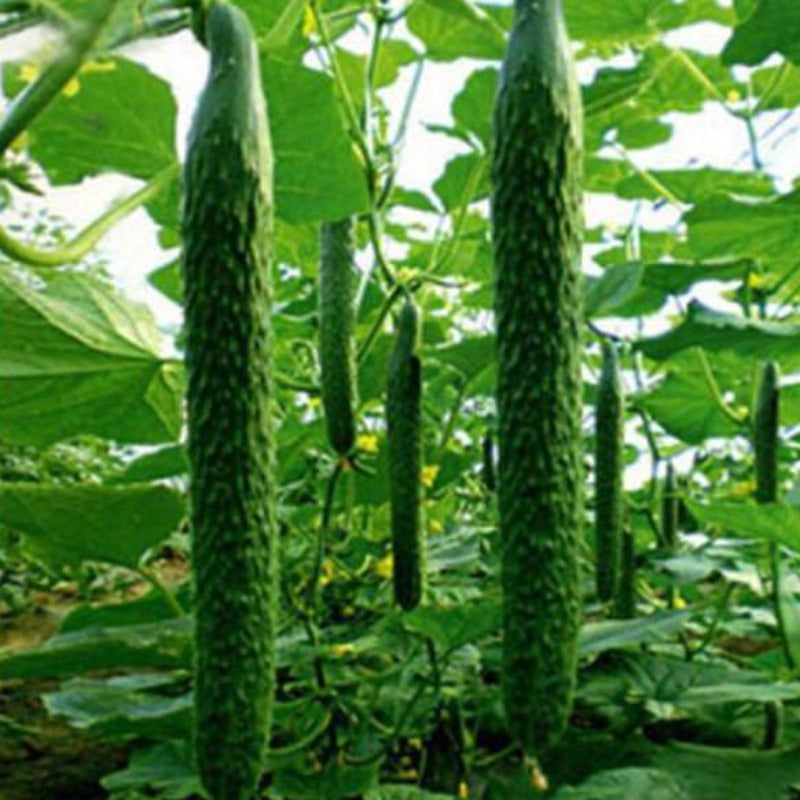 Green Thin Thorny Cucumber Seeds