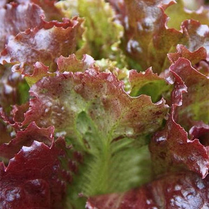Organic Lettuce Perennial Seeds