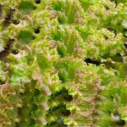 Organic Lettuce Perennial Seeds